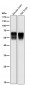 Anti-Src Rabbit Monoclonal Antibody